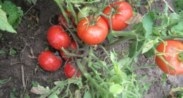 Charakteristika a popis mongolské odrůdy zakrslých rajčat, její pěstování a výnos